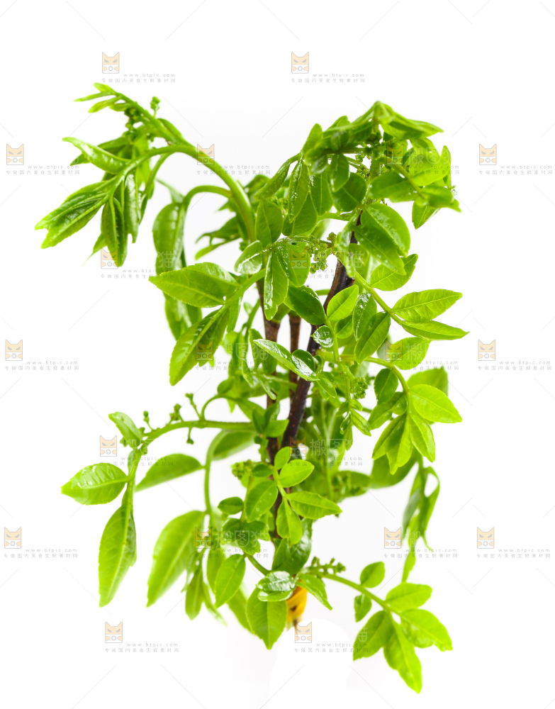 白底上放着花椒芽