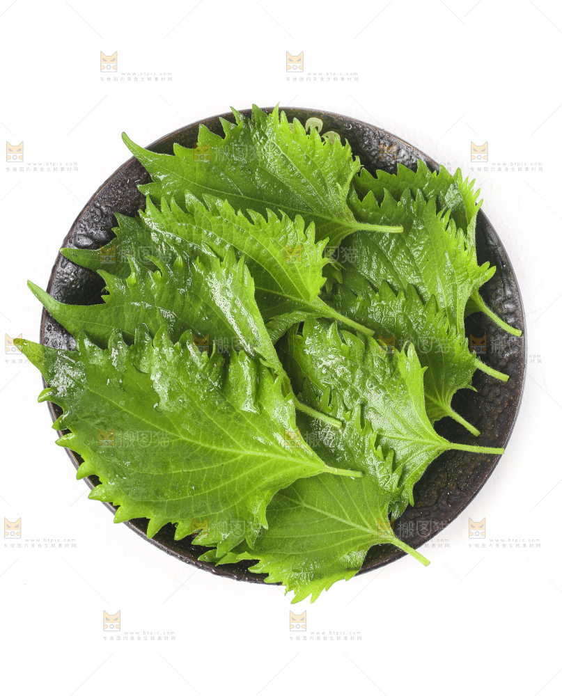 一盘东北苏子叶放在白底上