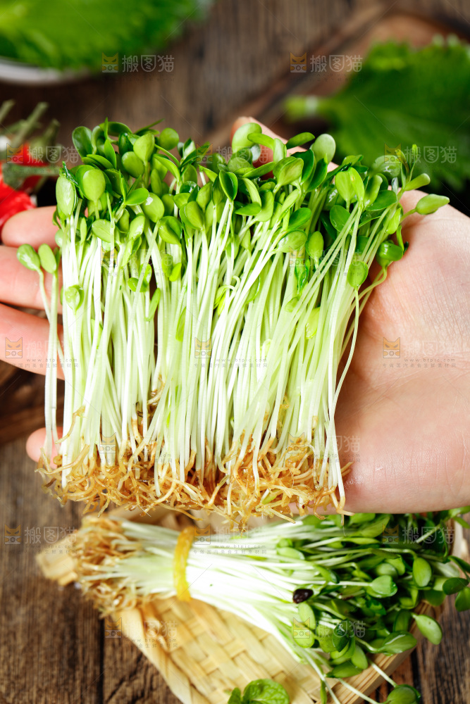 手拿香椿苗芽