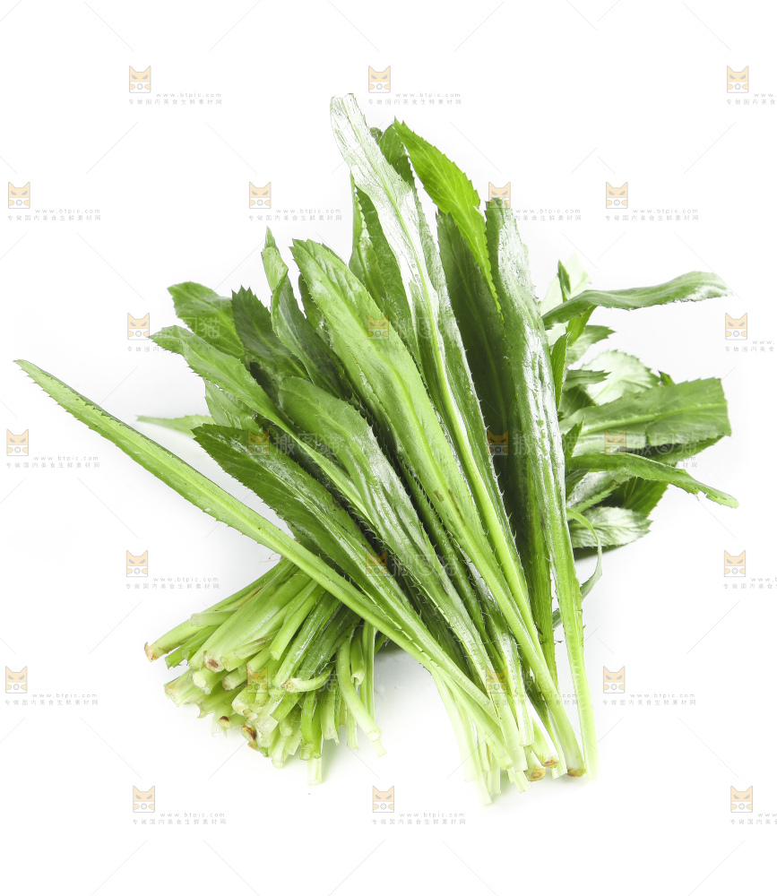 白底上的云南新鲜大香菜