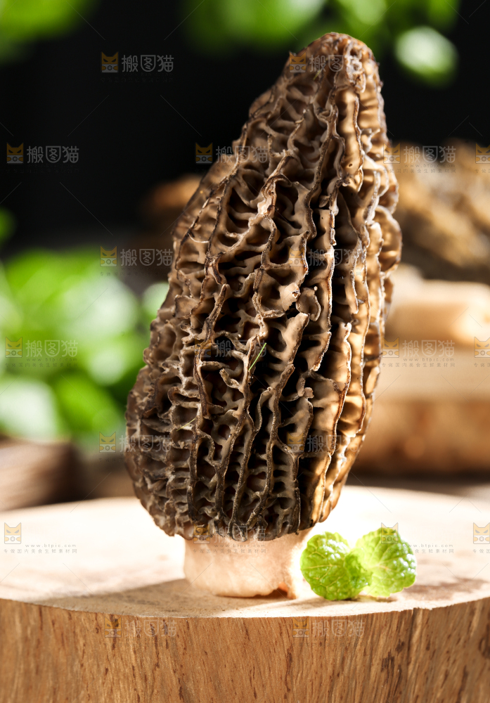 木板上的野生羊肚菌