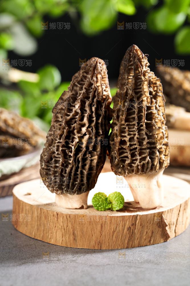 木板上的野生羊肚菌