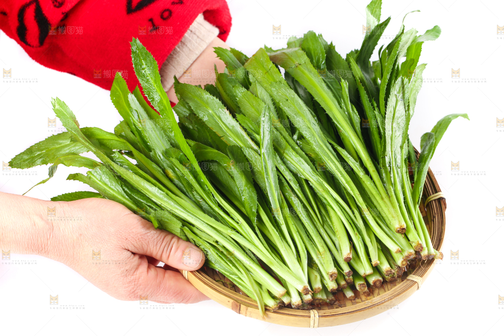 手拿一盘云南大香菜