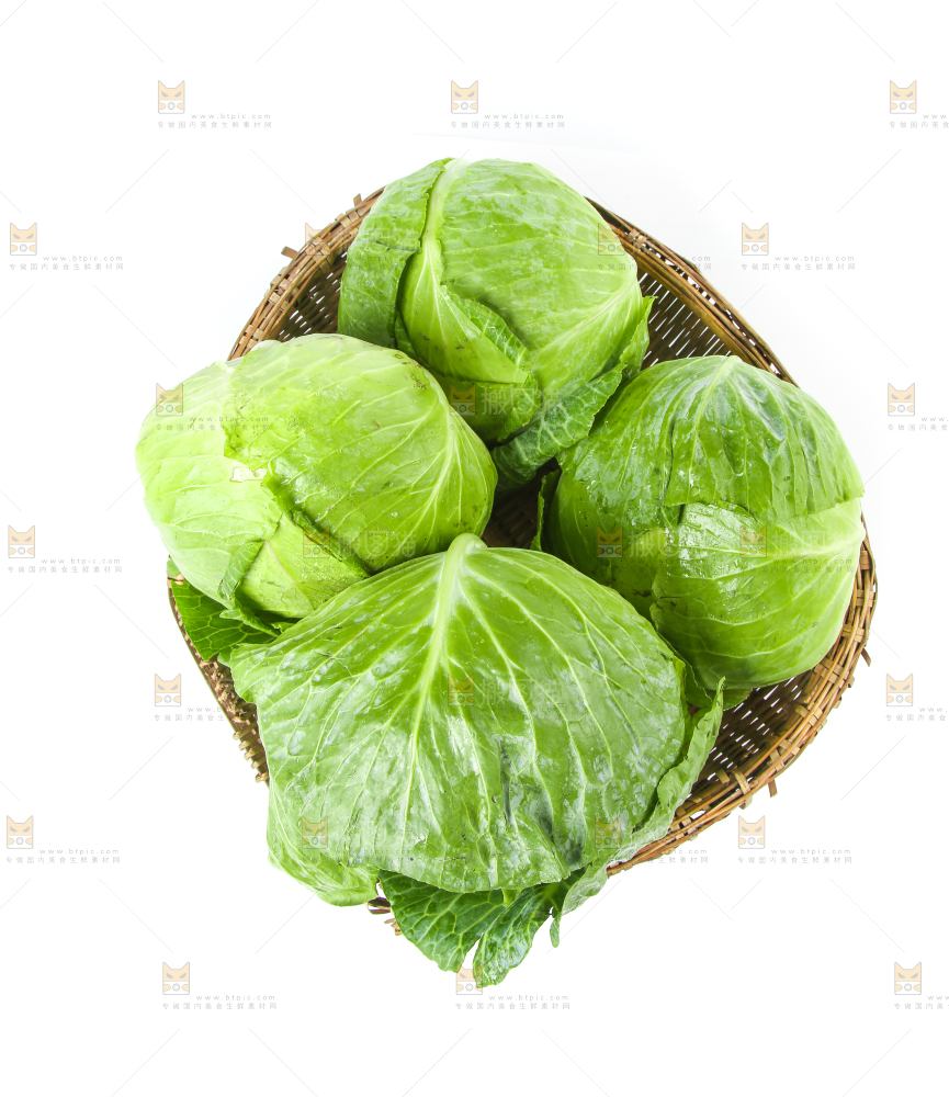 一筐新鲜包心菜放在白底上