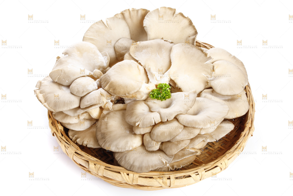 白底上的平菇