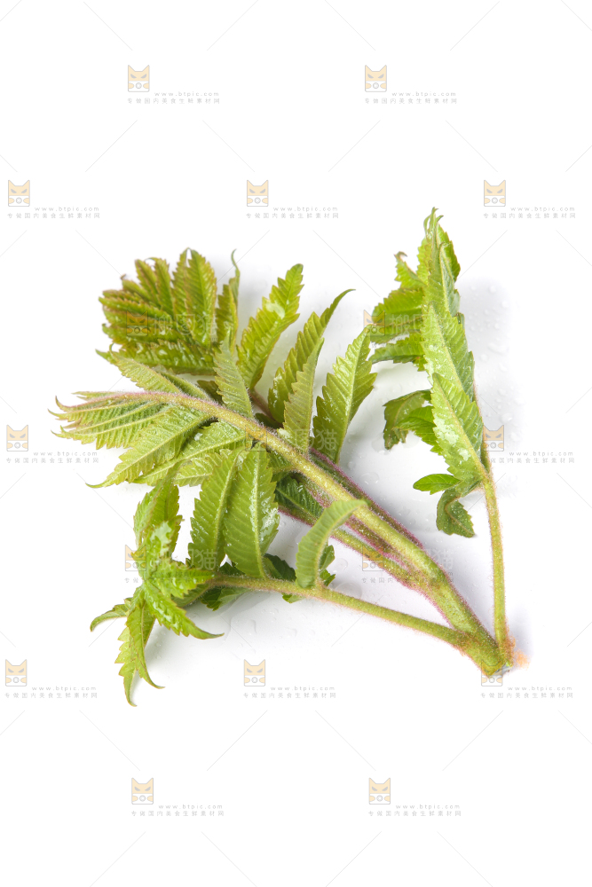 白底上放着新鲜香椿芽