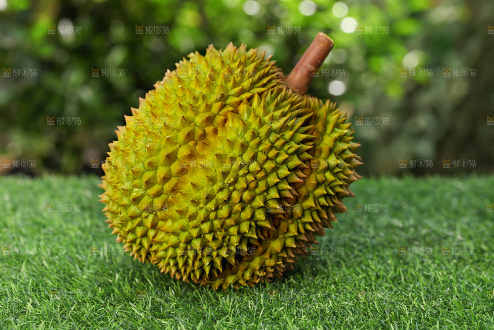 草地上的泰国甲仑榴莲