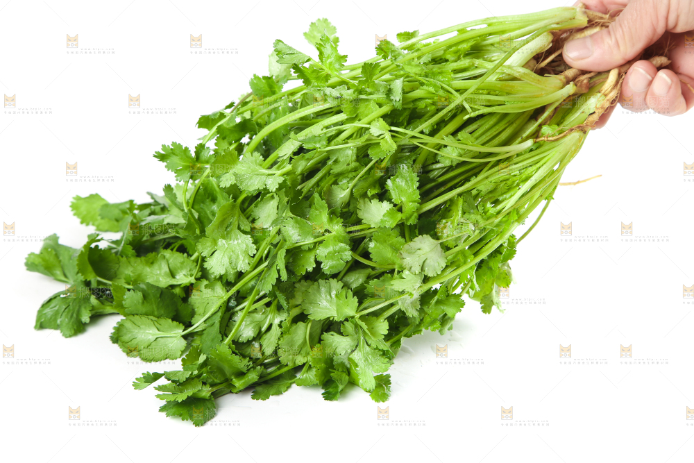 手拿新鲜香菜