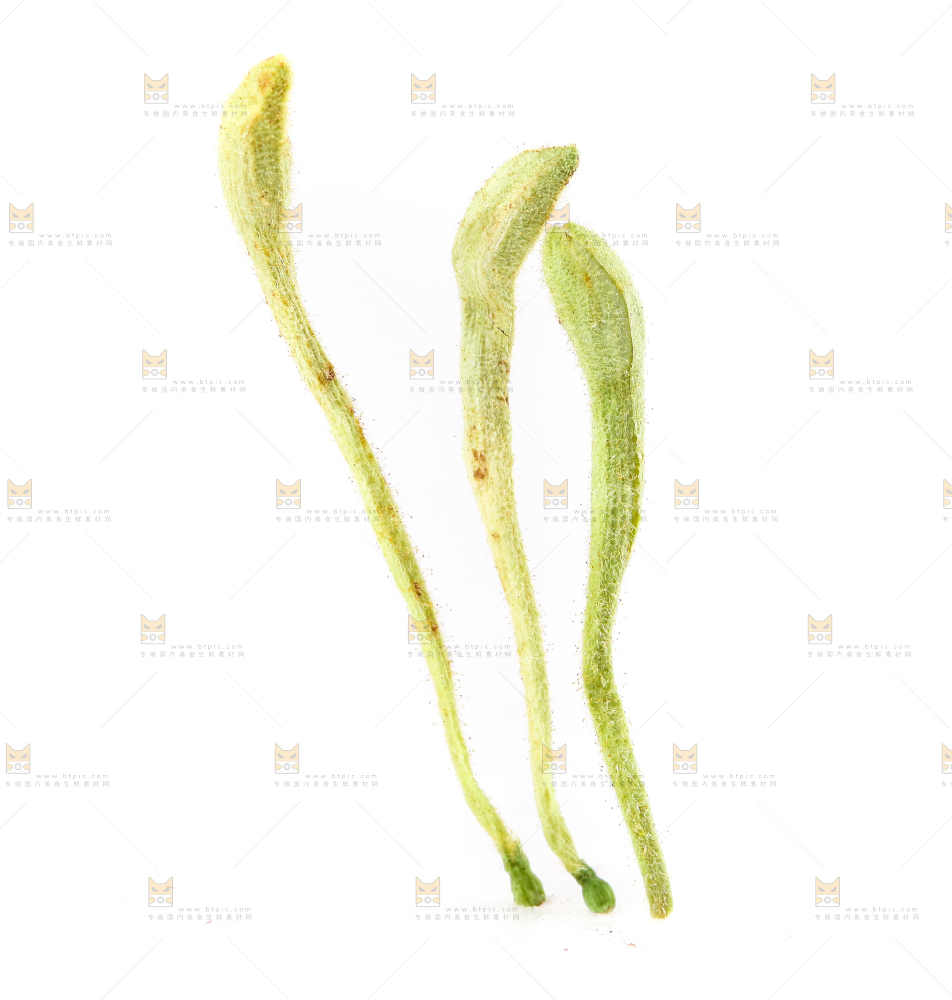 白底上的金银花