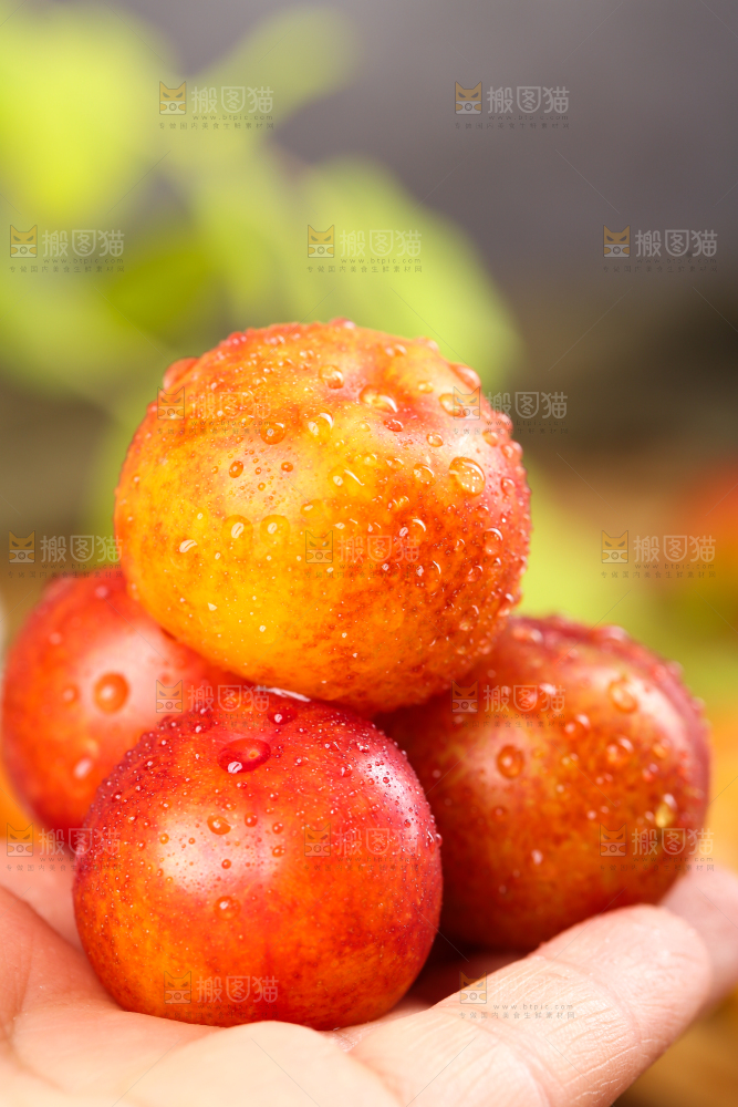 手里拿着新鲜李子