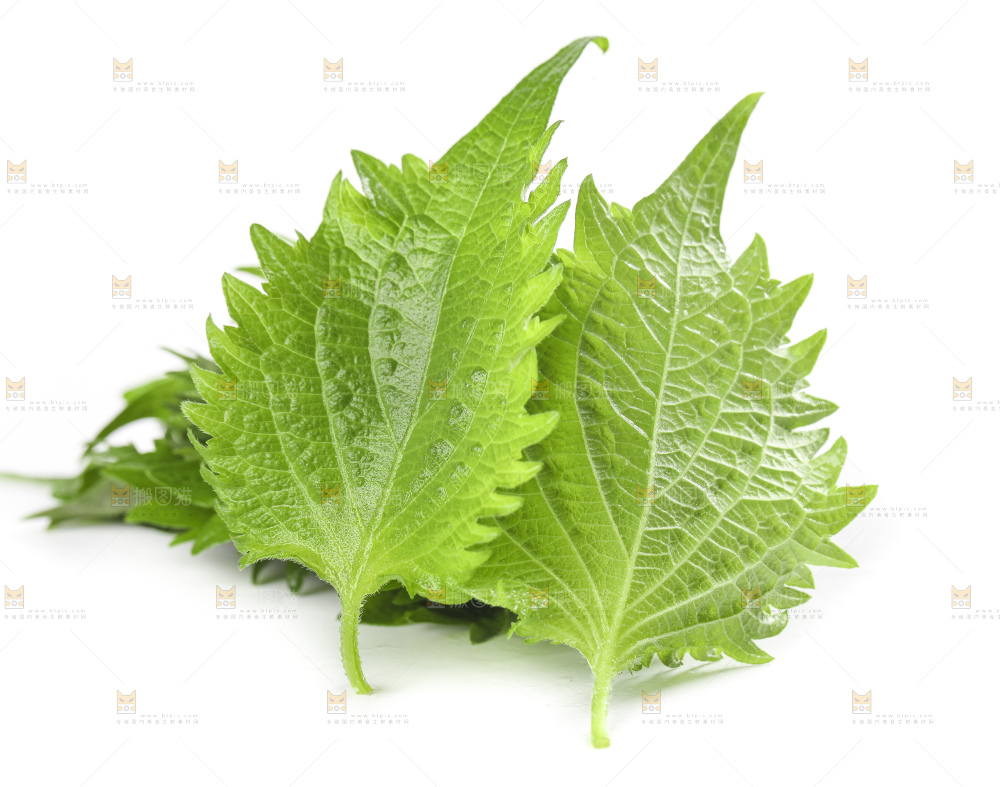 白底上的绿紫苏叶