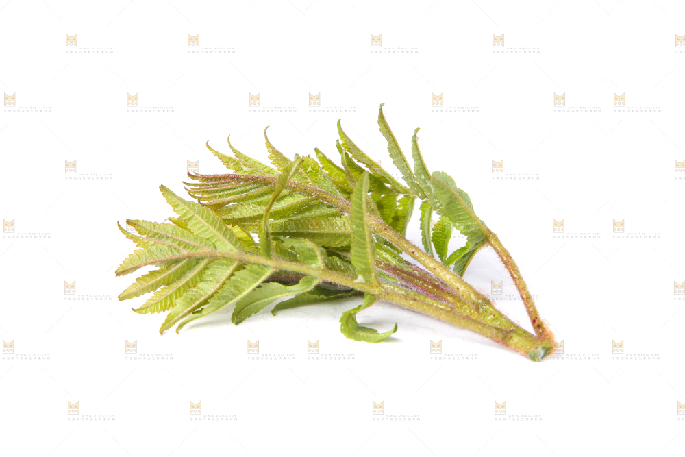 白底上放着新鲜香椿芽