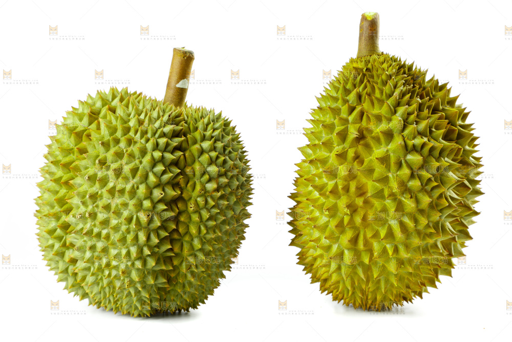 白底上的新鲜榴莲