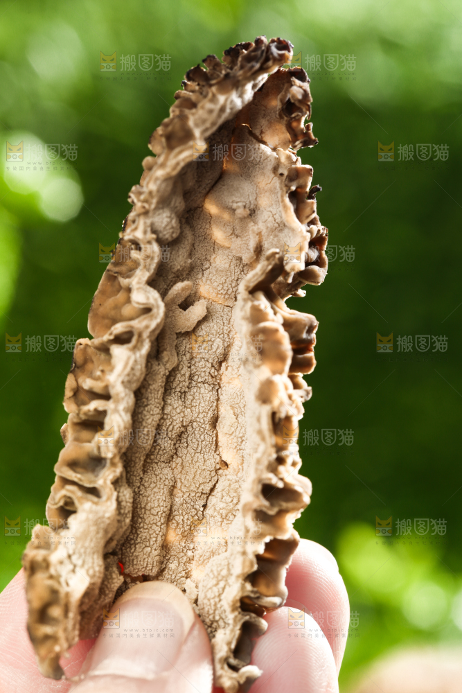 手拿切开的羊肚菌