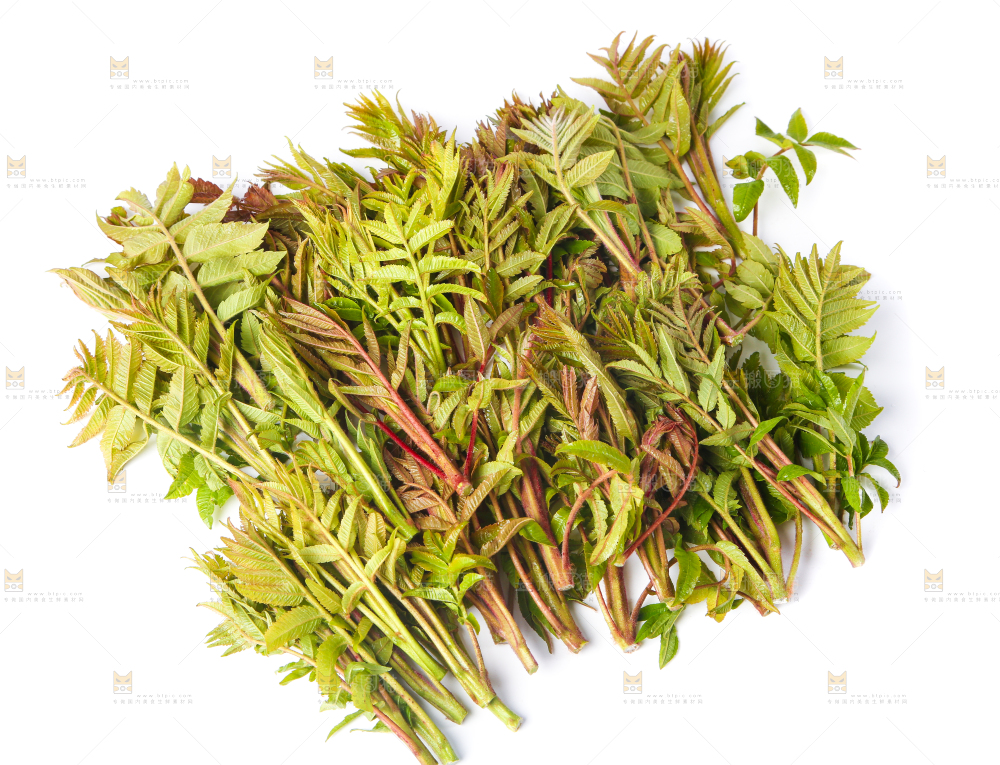 白底上的香椿芽