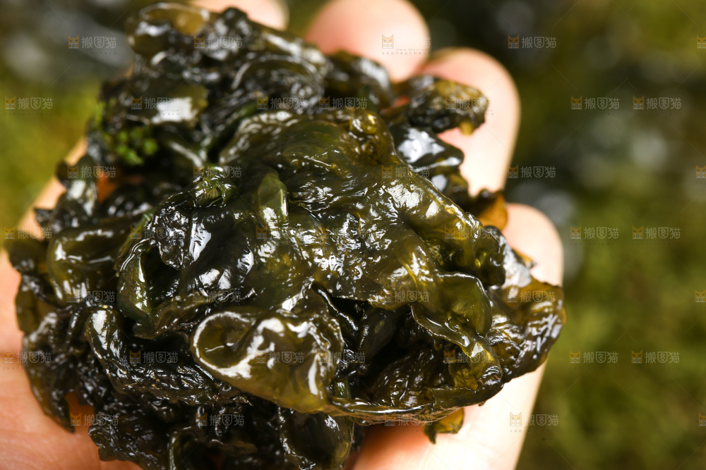 草地上放着地达菜