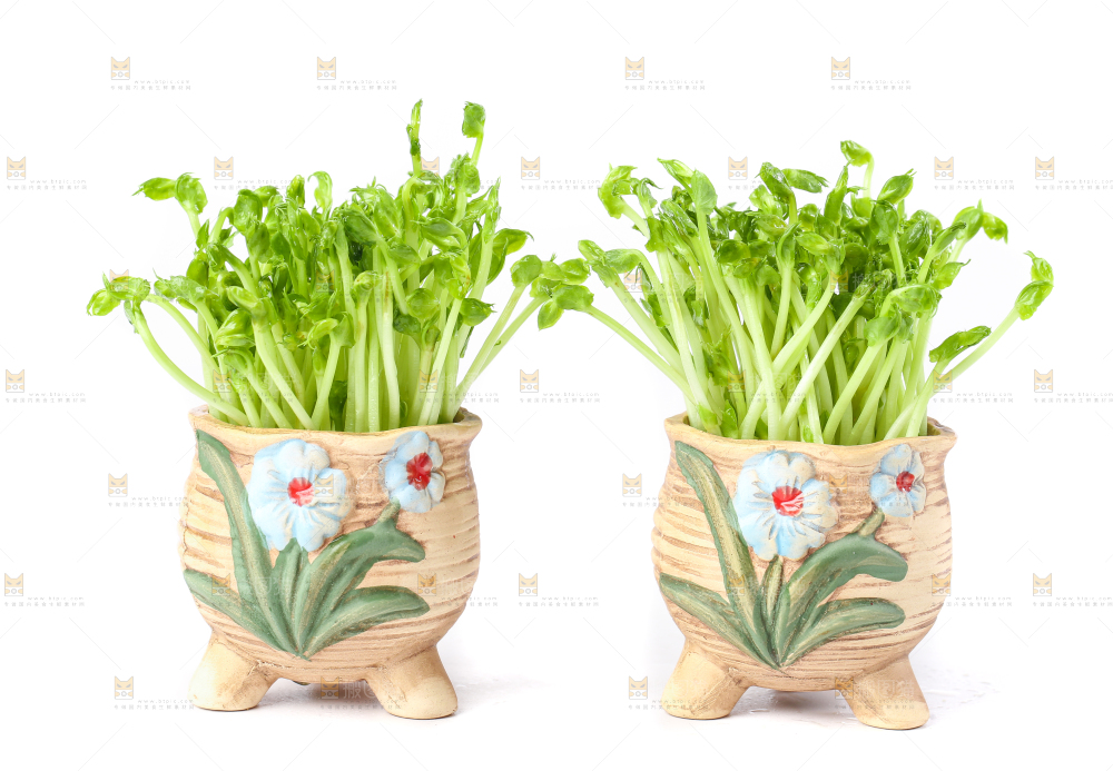 白底上放着豌豆芽菜
