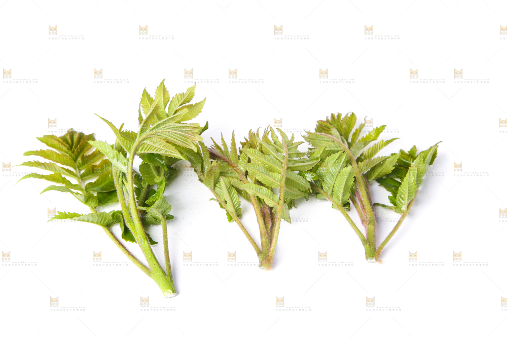 白底上放着新鲜香椿芽