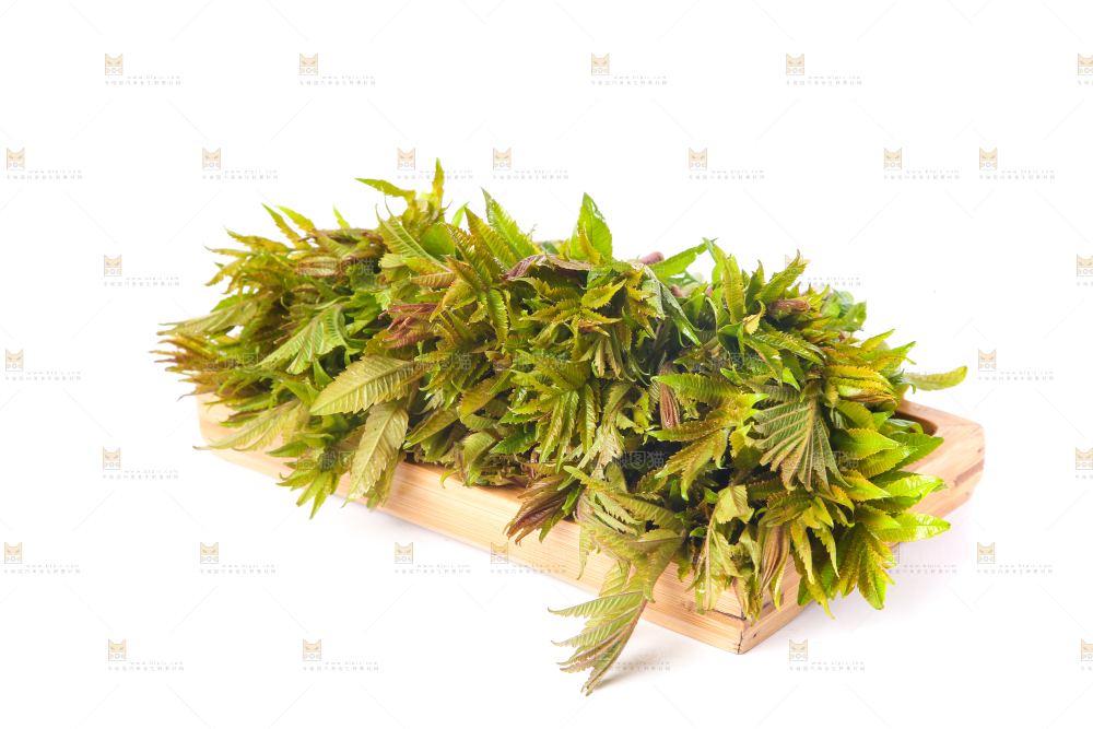一盘新鲜香椿放在白底上