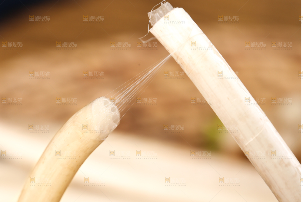 手里拿着藕苗