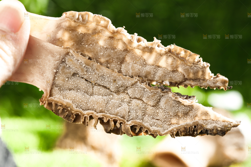 手拿切开的羊肚菌