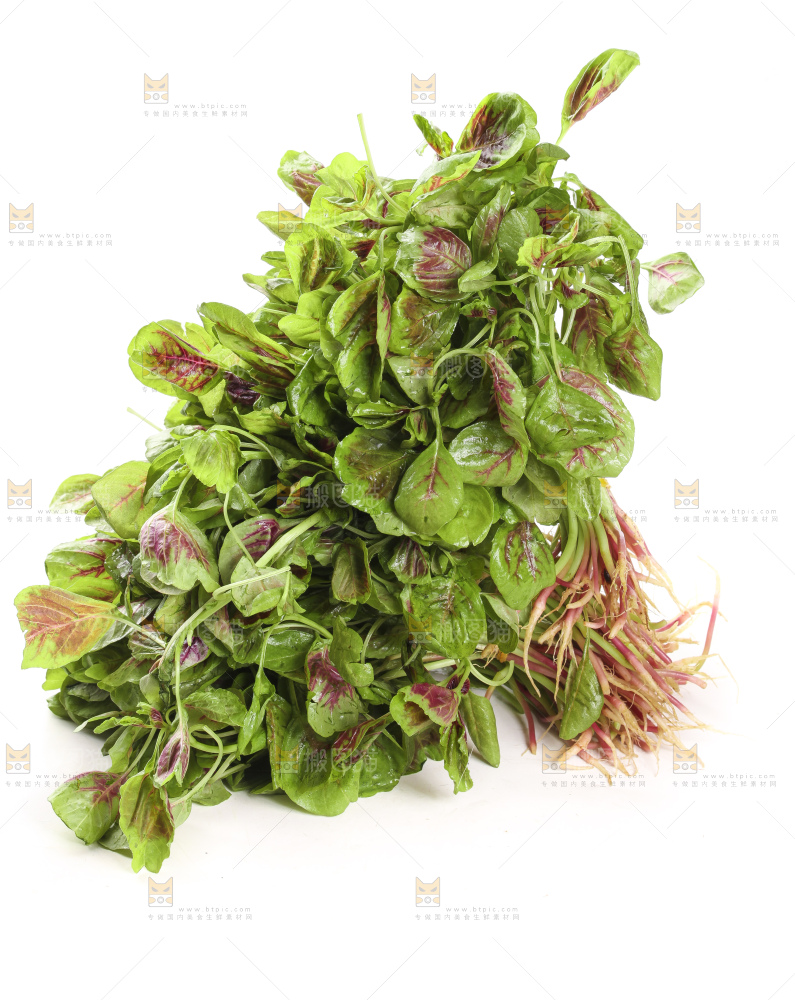 白底上的苋菜