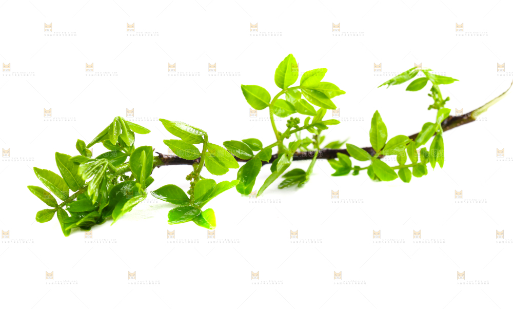 白底上放着花椒芽