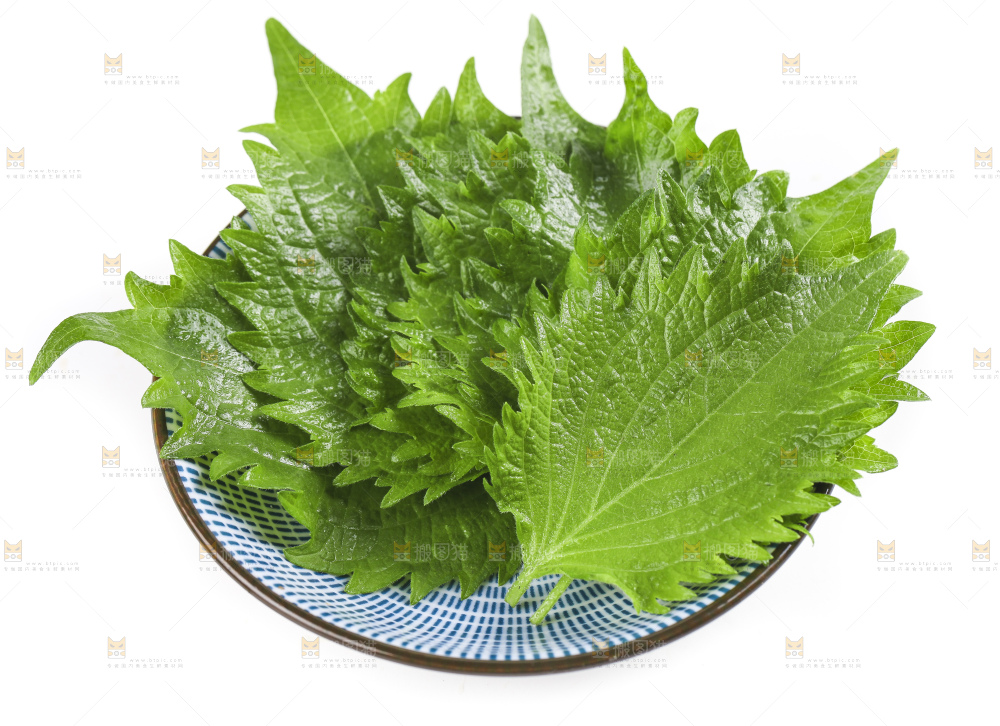一盘紫苏叶放在白底上