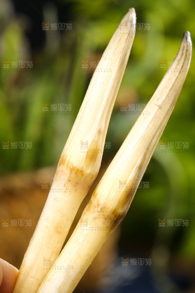 荷叶上放着洪湖藕带