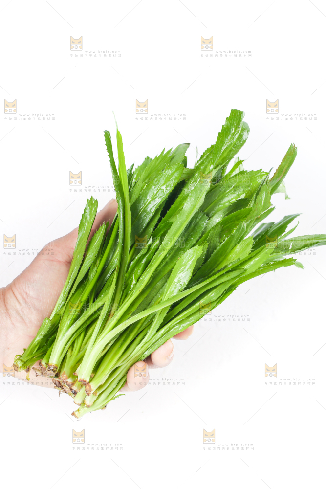 手拿云南大香菜