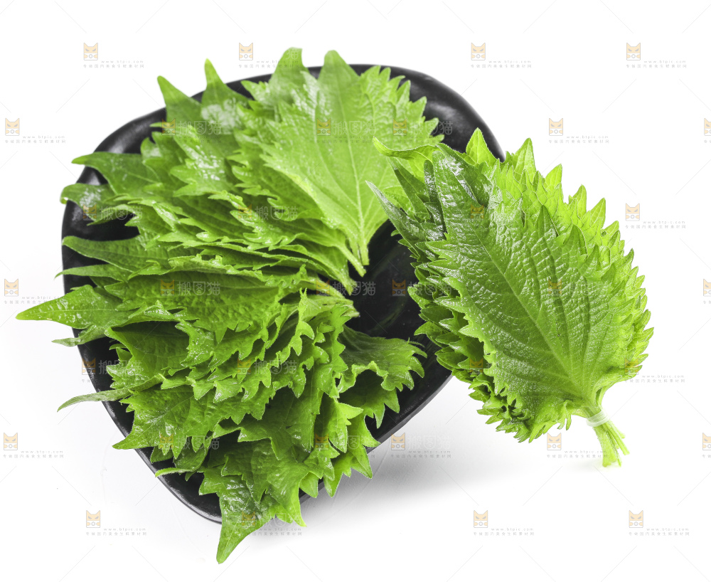 一盘紫苏叶放在白底上