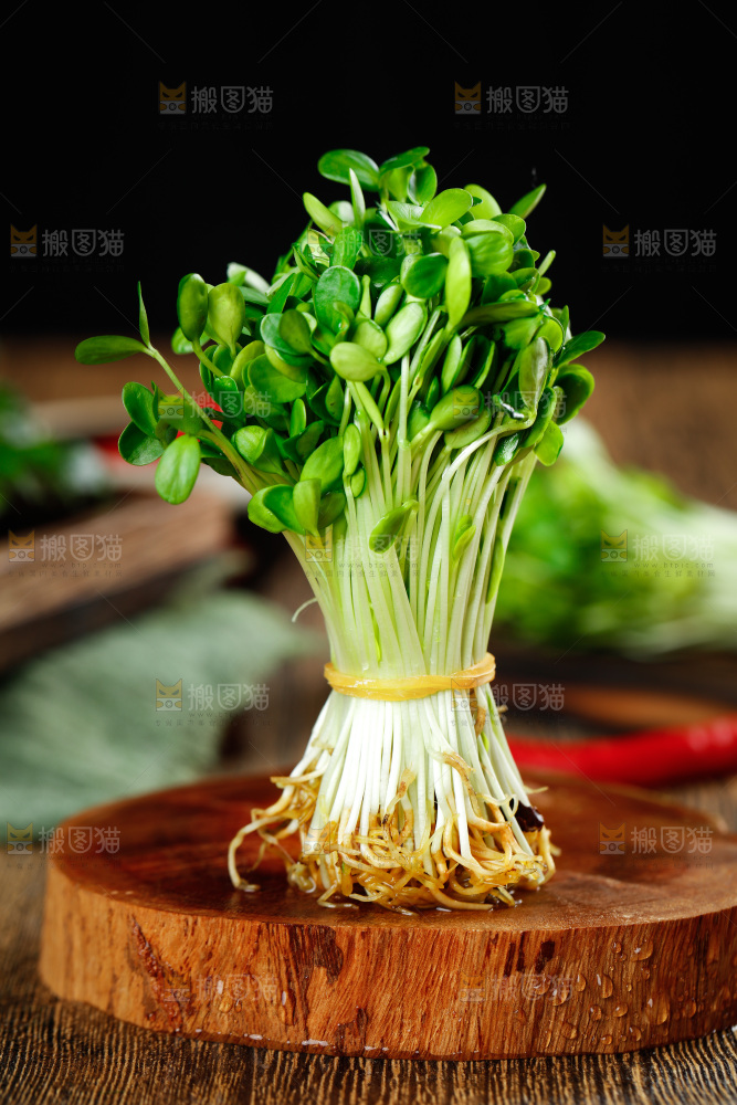 木底上的香椿苗
