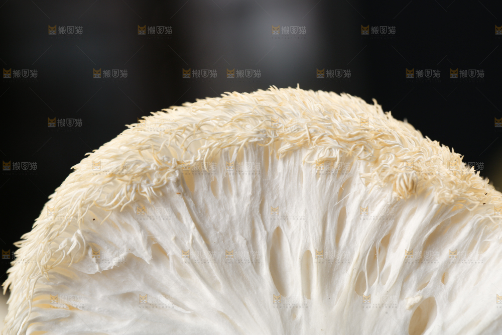 竹底上的云南新鲜猴头菇