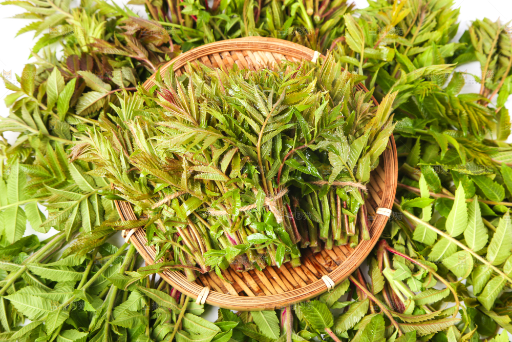 浅底上放着沂蒙山香椿芽