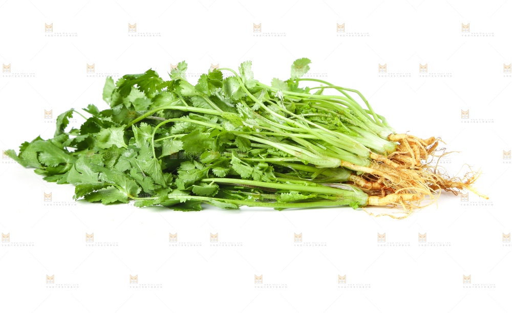 白底上的香菜