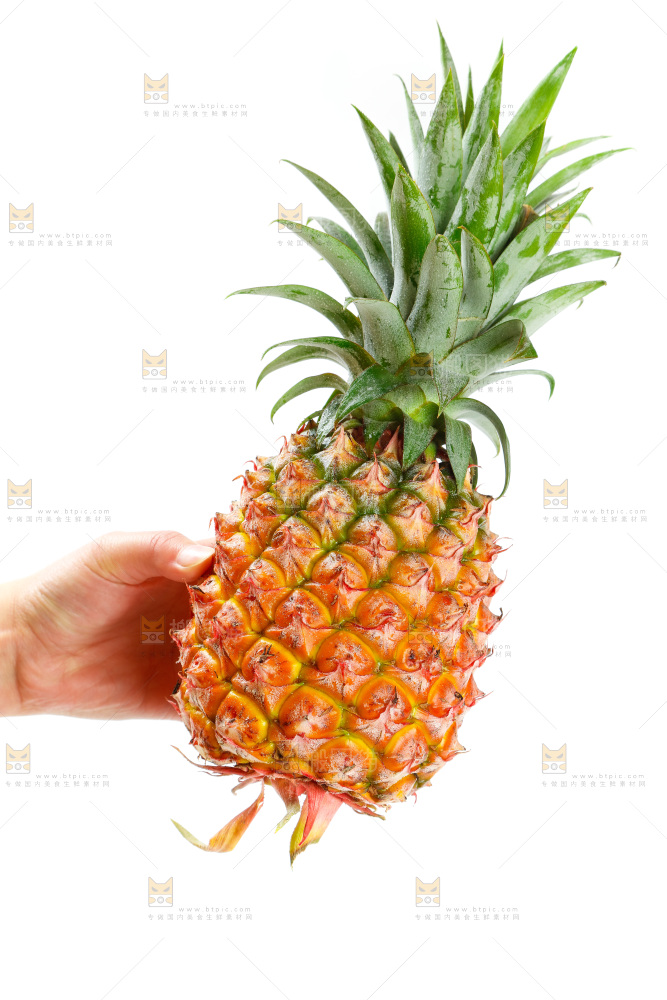 白底上的海南金钻凤梨
