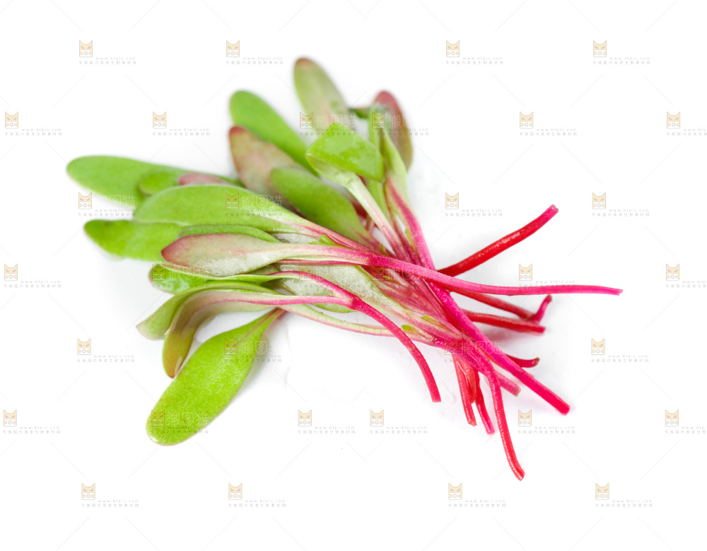 白底上的牛皮菜苗