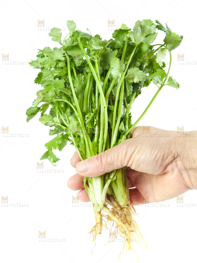 手拿新鲜香菜