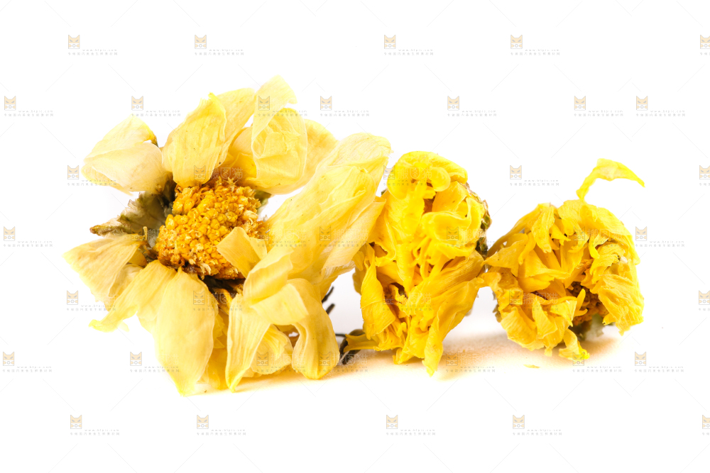 白底上的干菊花