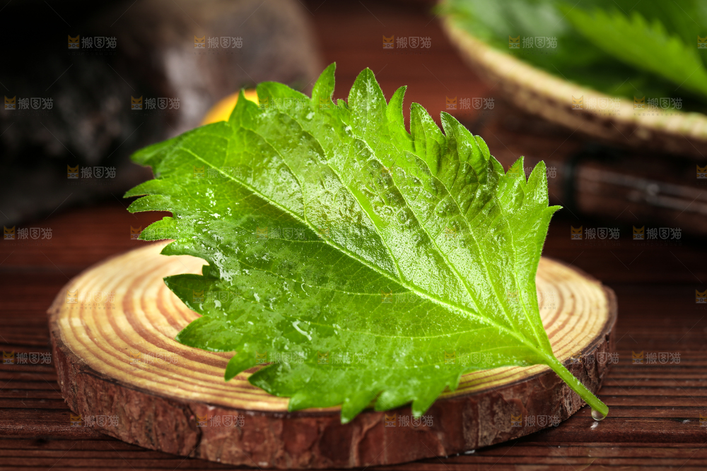 木板上的青紫苏叶