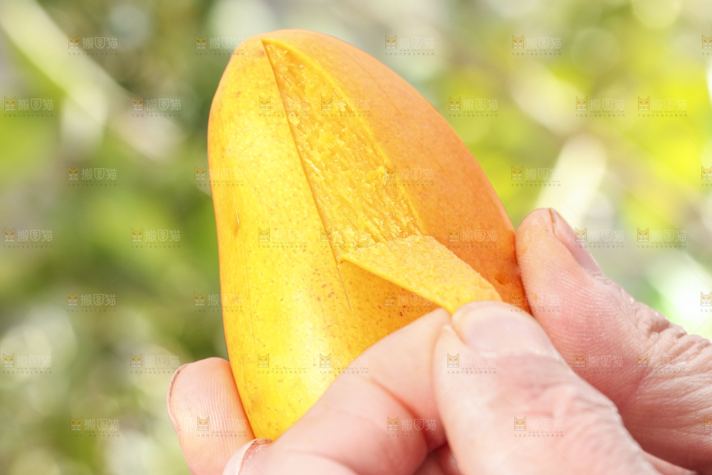 手拿剥皮的海南小台农芒果