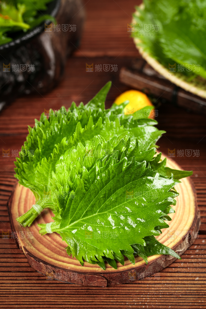 木底上的新鲜紫苏叶