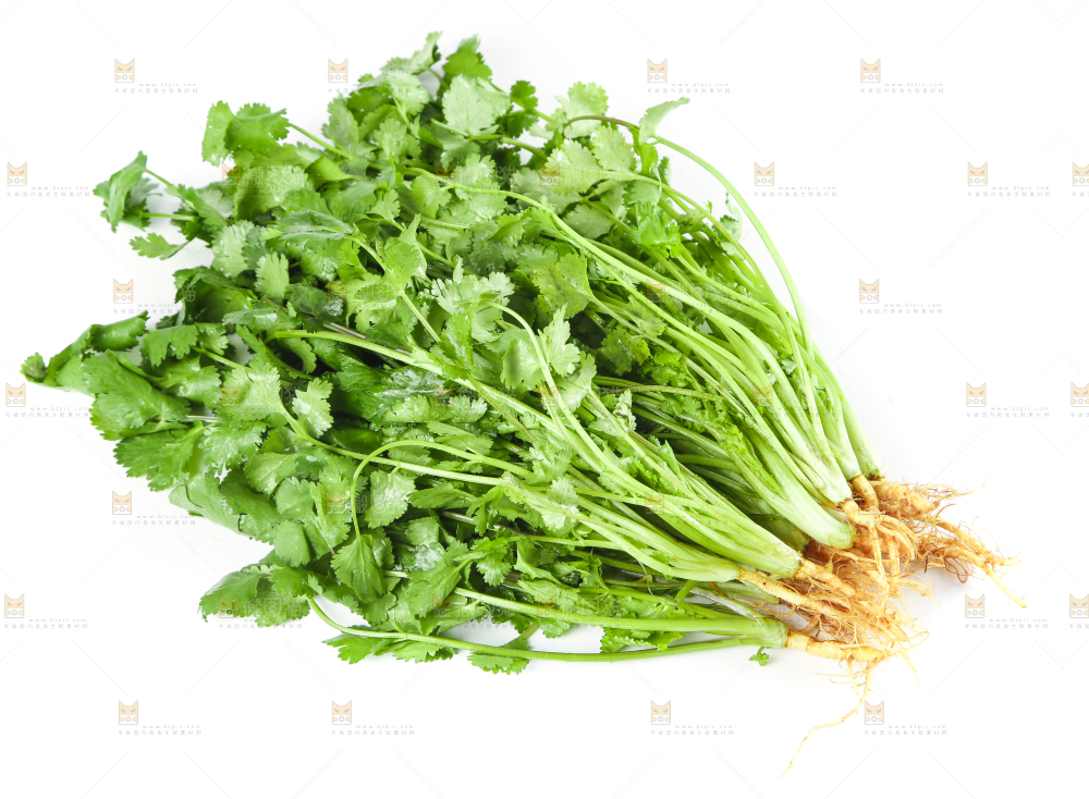 白底上的香菜