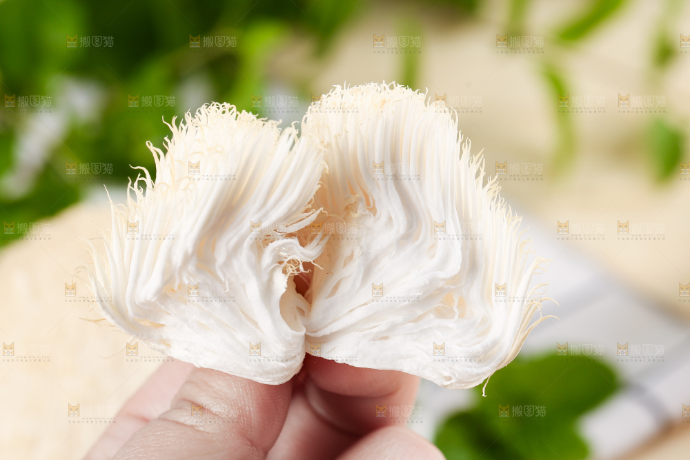 手里拿着新鲜猴头菇