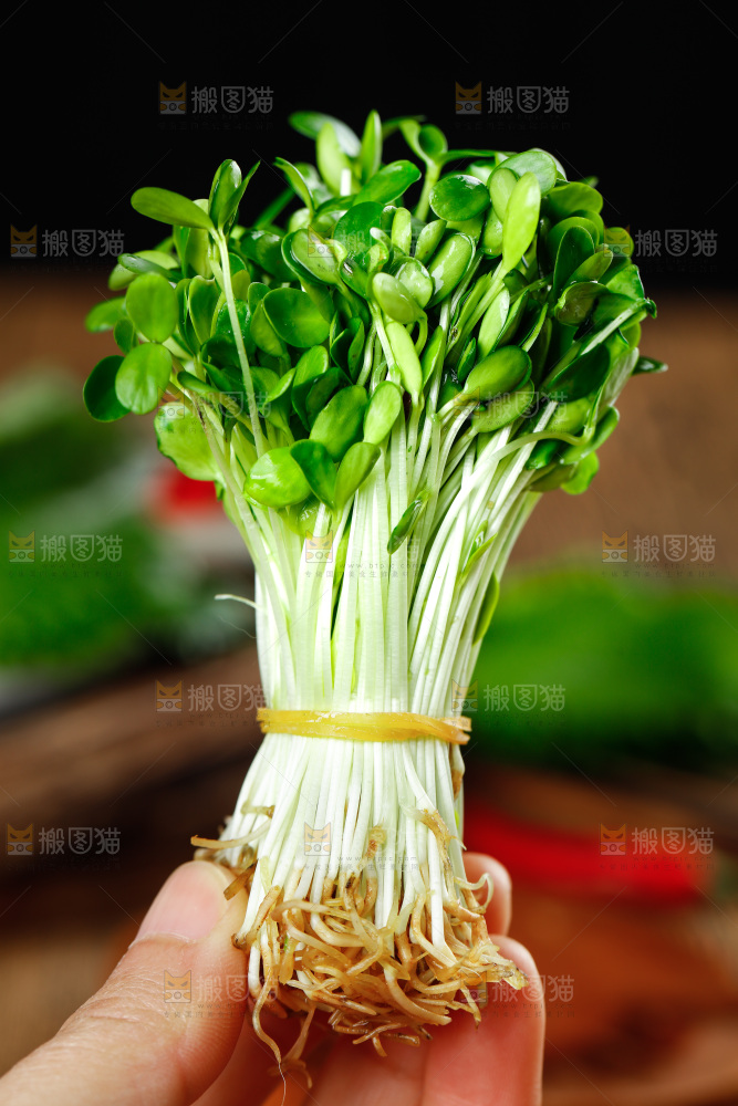 木底上的香椿苗