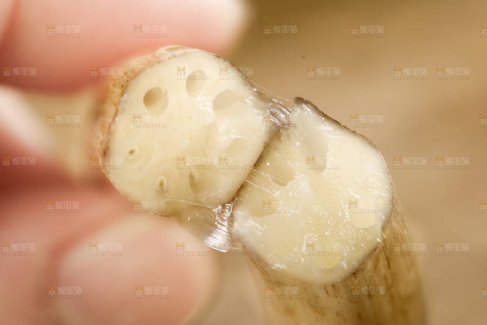手里拿着藕苗