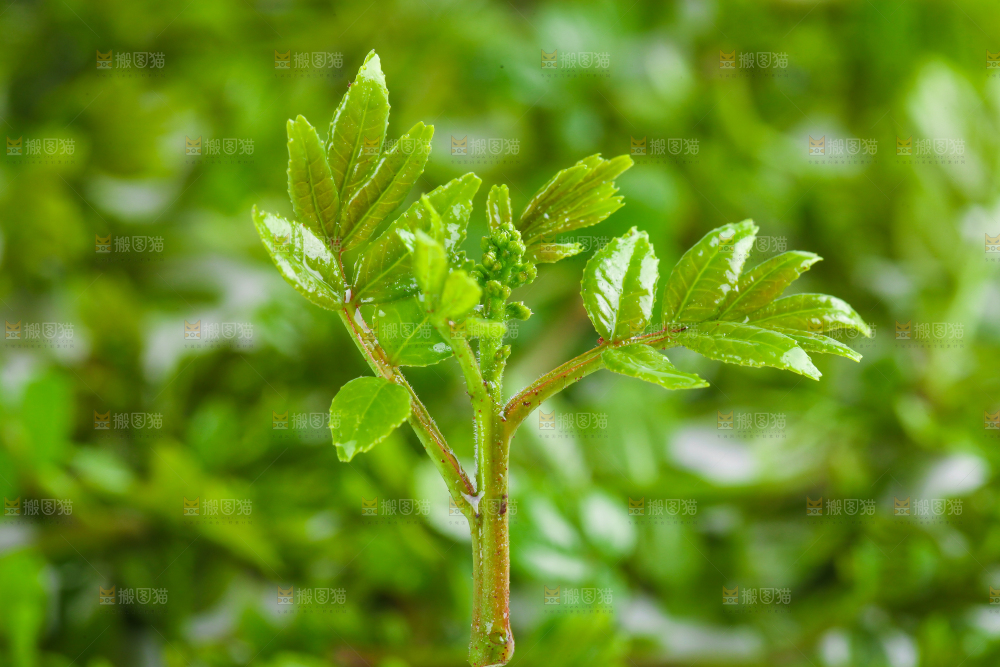 白底上的新鲜花椒芽