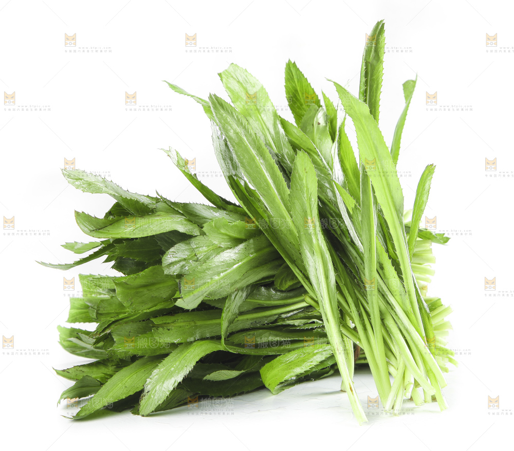 白底上的云南新鲜大香菜