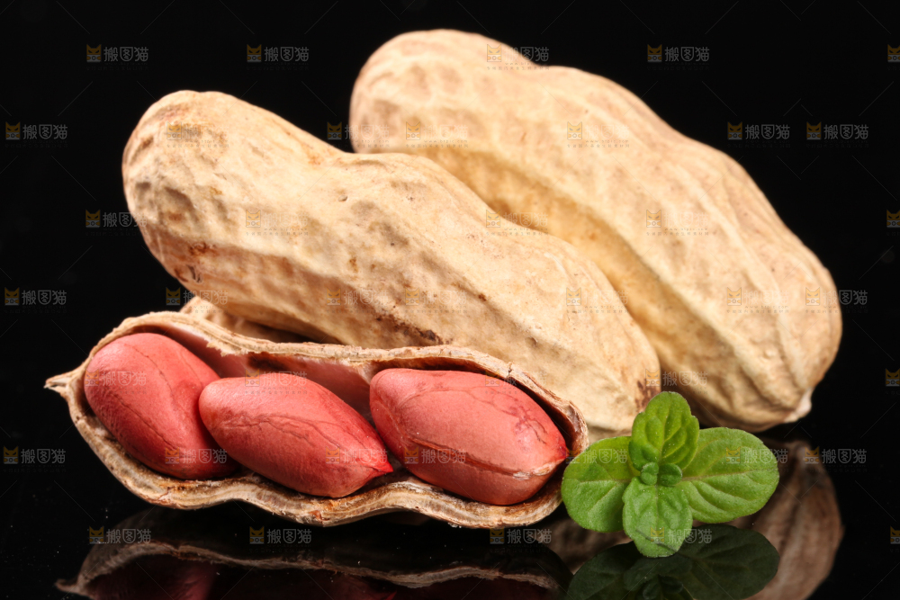 东北红皮花生放在黑底上