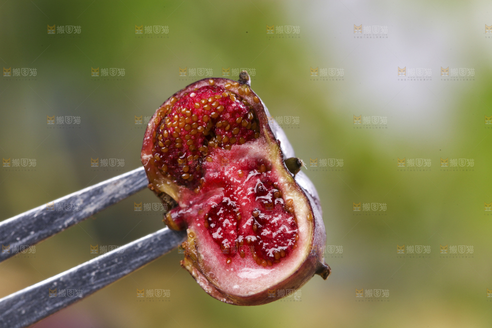 叉子叉着切开的红果参